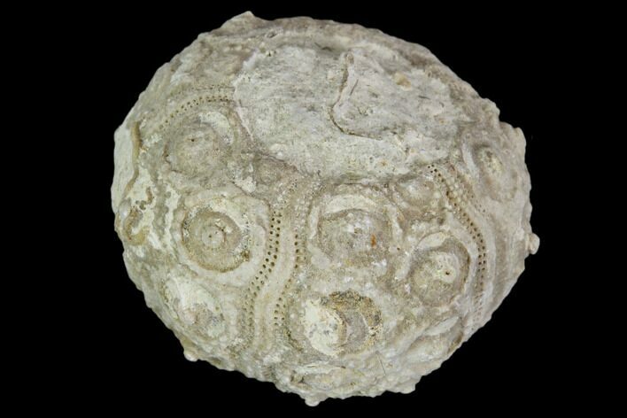 Fossil Sea Urchin (Drocidaris) - Morocco #104495